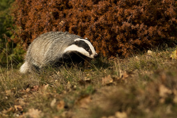 Young european Badger © kanuaq