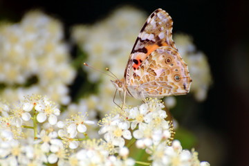 butterfly in the garden rests on a flower to suck nectar