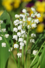 Bouquet de muguet