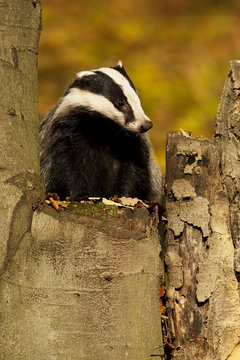 European Badger on a tree trunk