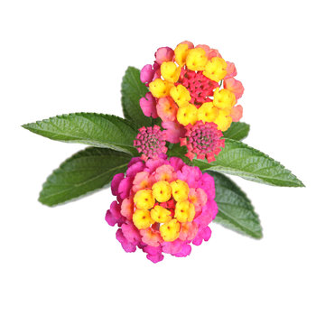 Fleurs de Lantana rose et jaune