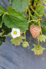 Fresh strawberry in the field