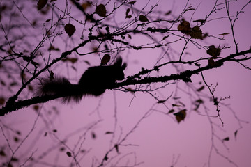 Eurasian red squirrel sleeping in a tree