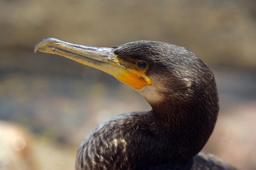 Cormorano 