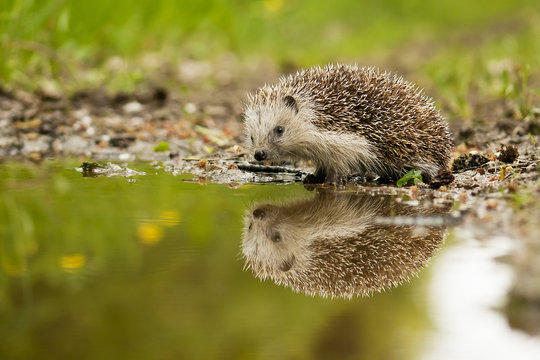 European hedgehog and the water