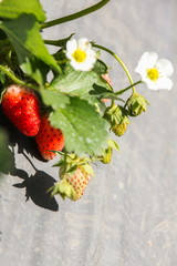 Fresh strawberry in the field