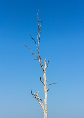 Obraz premium dry tree dead, background blue.