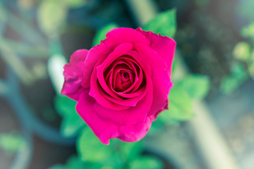 a bunch of roses in the garden