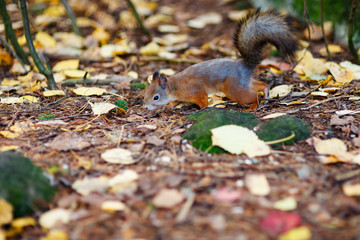 Eurasian red squirrel in the wild