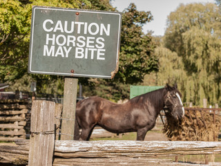 Caution Horses May Bite - 100055984