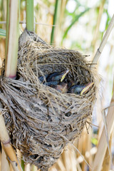 Acrocephalus arundinaceus. The nest of the Great Reed Warbler in