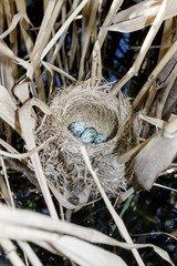 Acrocephalus arundinaceus. The nest of the Great Reed Warbler in