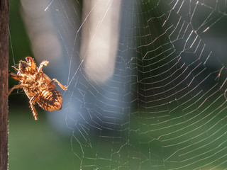 Cicada Shell on Spiderweb