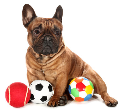French Bulldog with three balls dog toys