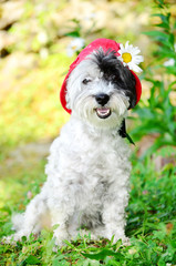 white poodle dog with red hat looking at the camera in a green garden