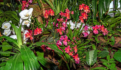 Composition of Burrageara Nelly Isler in a greenhouse
