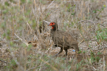 francolin de Swainson, oiseau, Afrique