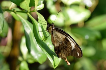 Tiere und Insekten