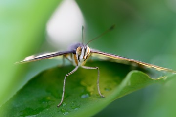 Tiere und Insekten