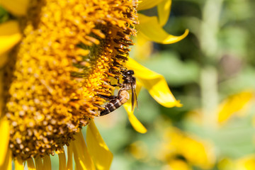 Obraz premium Sunflower and Bee