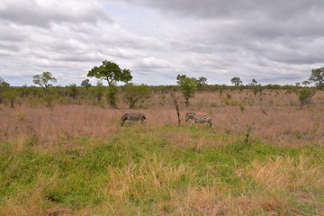 z&egrave;bres, savane