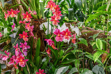 Composition of Burrageara Nelly Isler in the greenhouse.