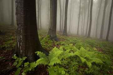 misty forest with green plants on ground