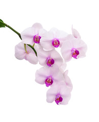 Naklejka na ściany i meble Stem of a white orchid 