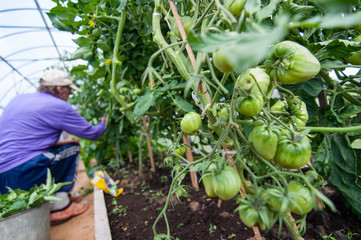 The greenhouse on the plot
