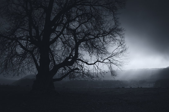 dark morning old tree