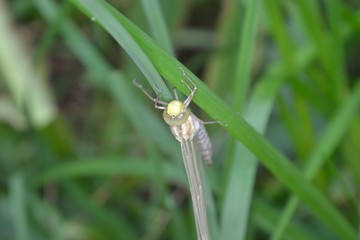 Tiere und Insekten