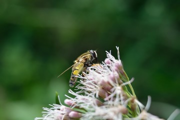 Tiere und Insekten