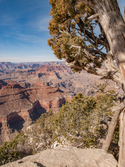 Tree and Grand Canyon