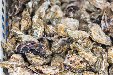 Oysters market in Cancale, France