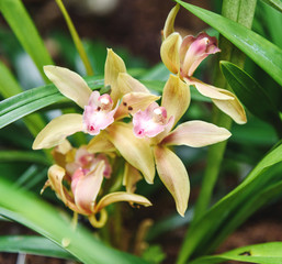 Cymbidium is a evergreen orchid. Close up
