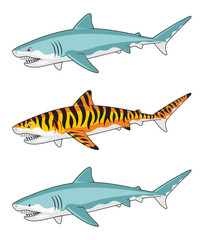 Obraz premium Three versions of a shark illustration