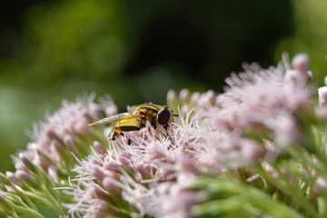 Tiere und Insekten