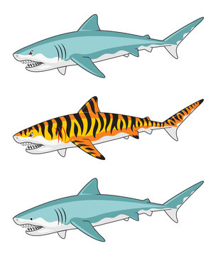 Three versions of a shark illustration