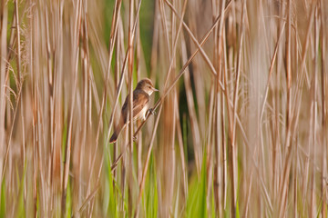 Great reed warbler (Acrocephalus arundinaceus)
