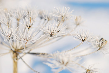 dry flower in frost on a snowy background