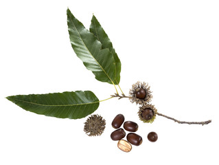  Sawtooth Oak (Quercus acutissim): branch, leaves, acorns on a w