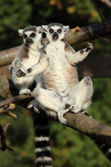 A pair of Ring-Tailed Lemurs cuddling