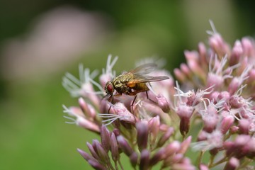 Tiere und Insekten