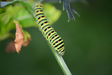Tiere und Insekten