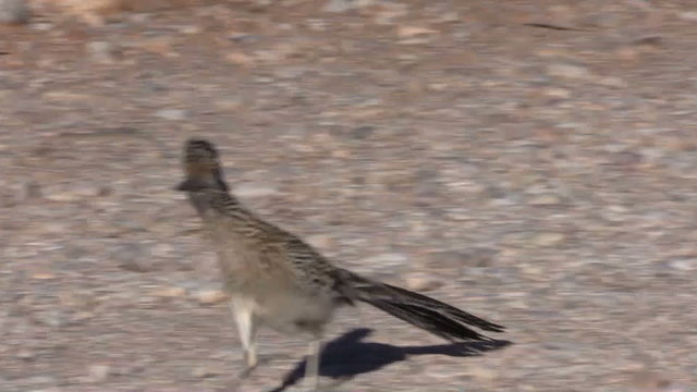 Roadrunner