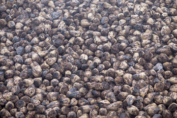 Sugar beet pattern