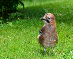 Jay (Garrulus glandarius) fledgling. A young bird in the family Corvidae, looking for food on grass
