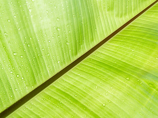Green banana leaves.