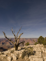 Fototapeta na wymiar Tree and Grand Canyon