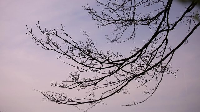 Gently moving tree branch in wind on cludy sky background.